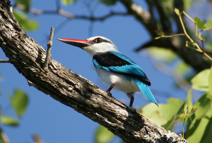 Kingfisher perched on a tree branch