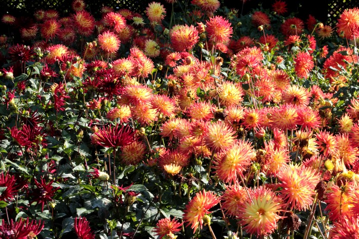 4K Many Chrysanthemums