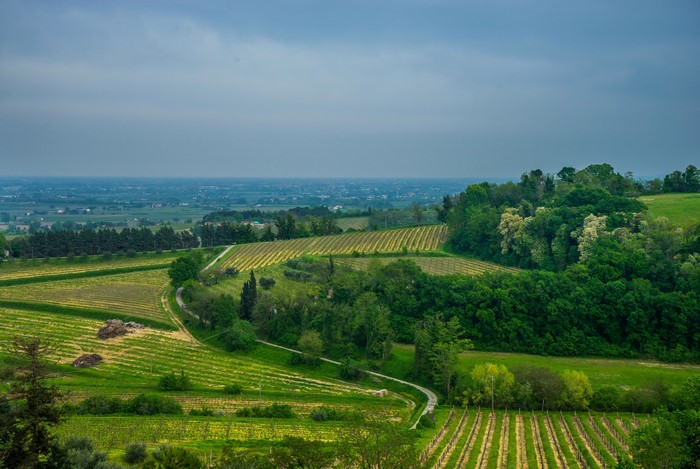 Vineyards and rolling hills in Brisighella, Italy