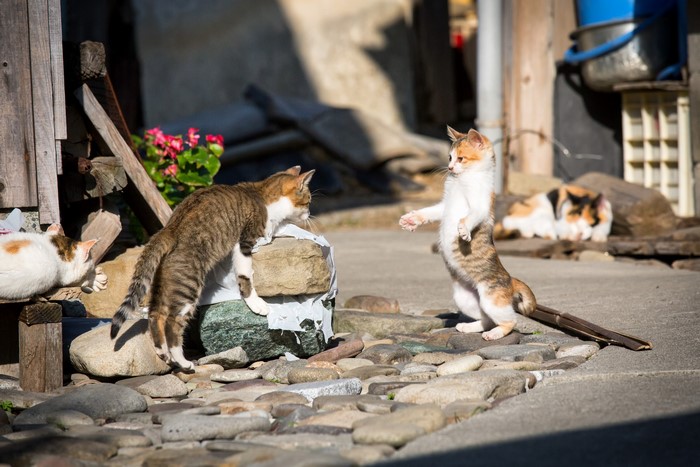 Kittens playing on a stone path