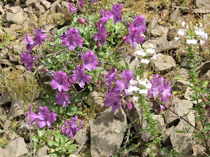 Purple and white flowers growing among stones