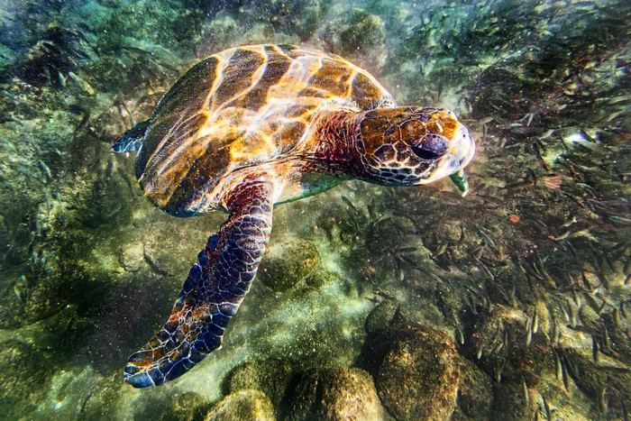 Sea turtle swimming near coral reef