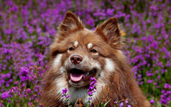 Brown Finnish Lapphund dog in purple flowers