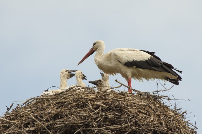 White storks in a nest with chicks