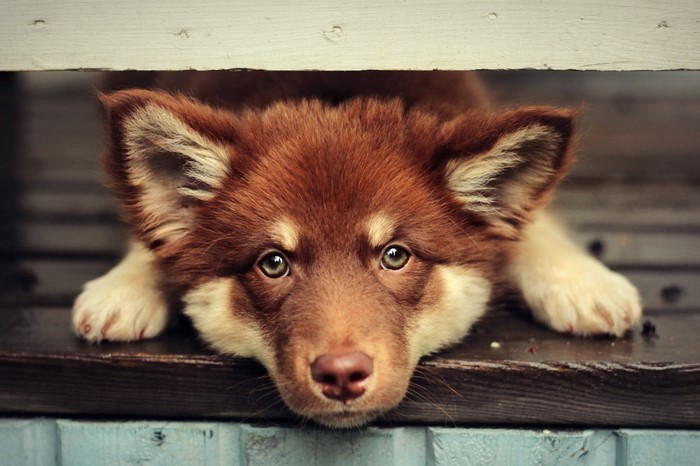 Finnish Lapphund puppy looking through a gap