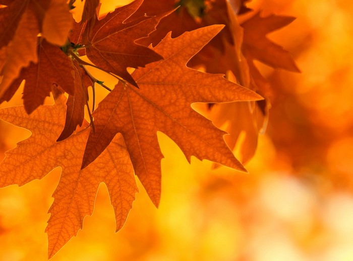 Autumn Maple Leaves Closeup