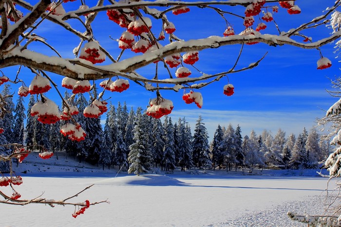 Snow-covered rowan berries on branches against a blue sky