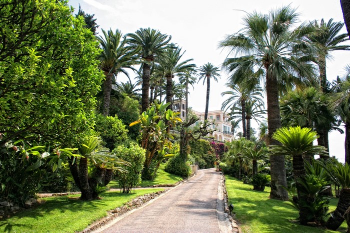 Avenue with palm trees leading to a building in Menton, France