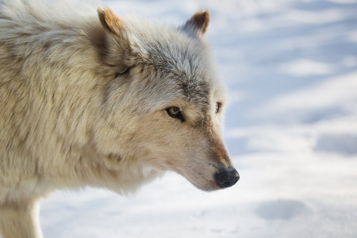 Close-up of a white wolf in the snow