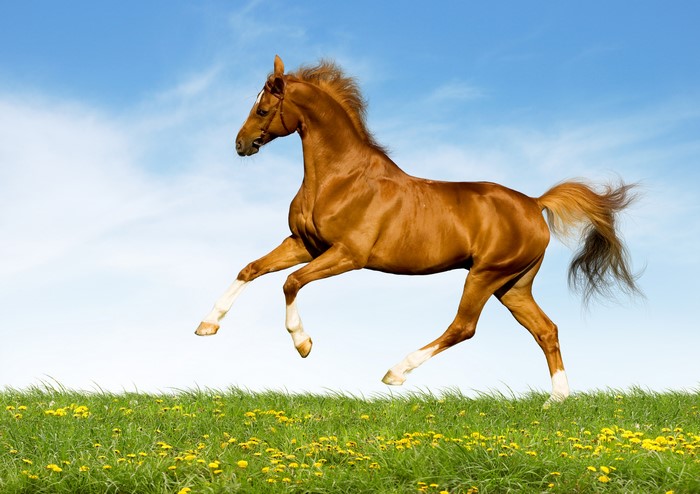 Brown horse running in a grassy field under a blue sky