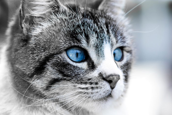 Close-up of a cat with striking blue eyes