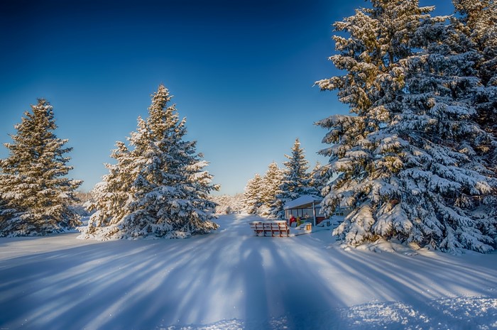 Snow-covered spruce trees in a winter landscape