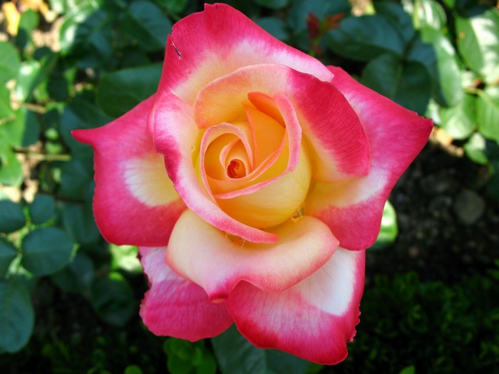Close-up of a bi-colored rose with pink and yellow petals