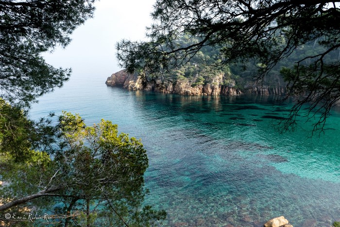 4K Sea Cove with Rocky Cliffs and Pine Branches, Costa Brava