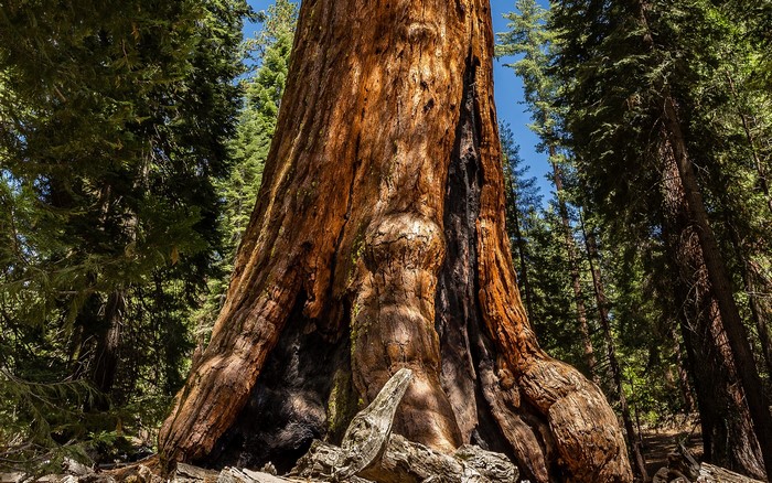 Giant Sequoia tree trunk in a forest