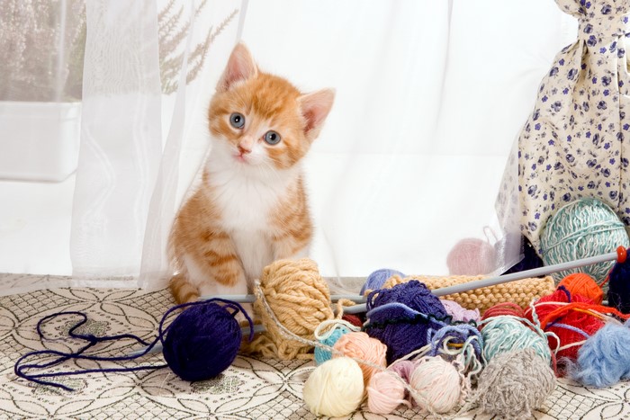 Kitten with balls of yarn and knitting needles