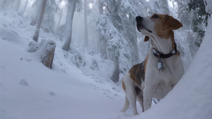 Beagle dog in a snowy forest