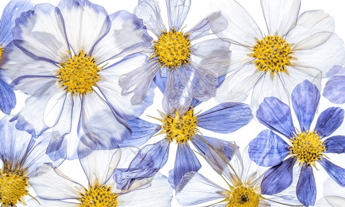 Pressed Cosmos Flowers