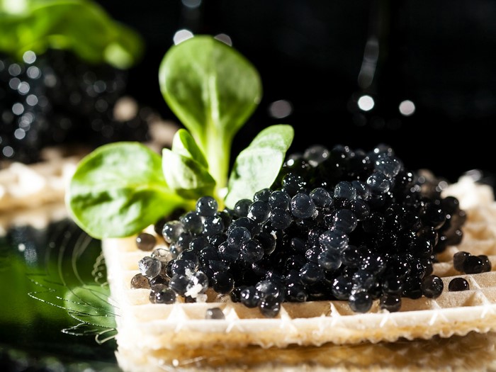 Black Caviar on Wafer with Garnish