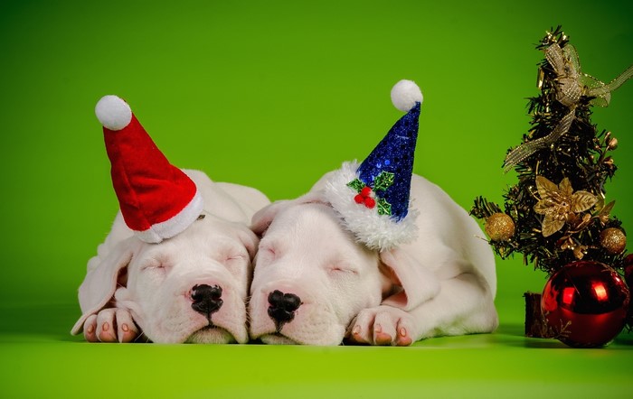 Two Dogo Argentino puppies sleeping with Christmas hats