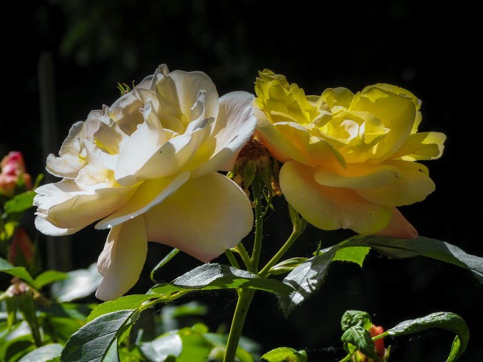 Two Roses, Closeup