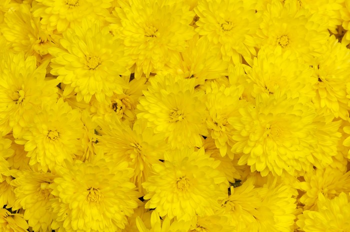 A close-up view of many yellow chrysanthemums