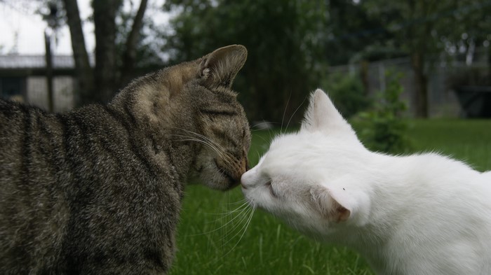 Two cats touching noses in grass