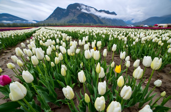Field of White Tulips with Mountains
