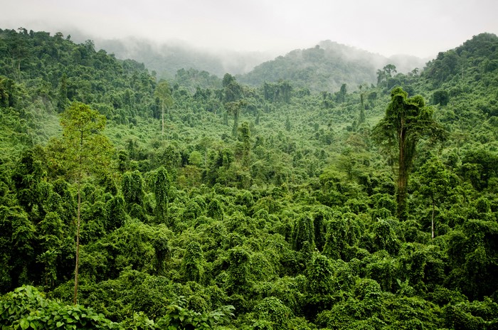 Lush Dense Tropical Jungle in 4K
