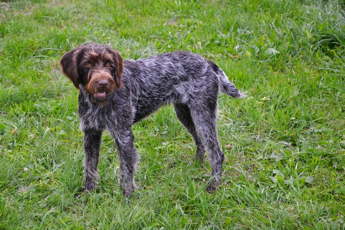 4K Cesky Fousek dog standing on grass