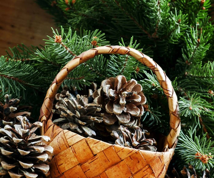 Pine cones in a wicker basket with fir branches