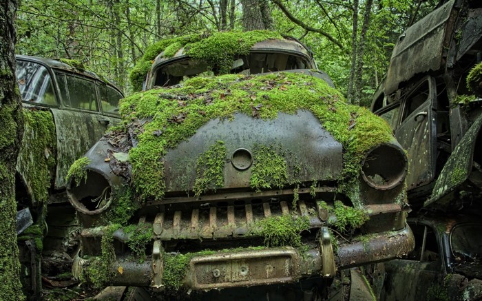 Old cars covered in moss in a forest
