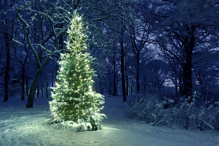 Decorated Christmas Tree in Snowy Park at Night