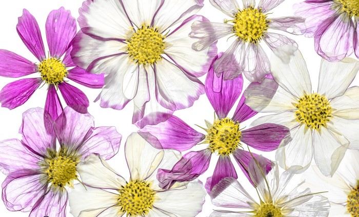 Pressed Cosmos Flowers