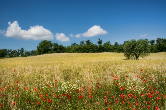 Field of poppies and wheat under a blue sky in Italy