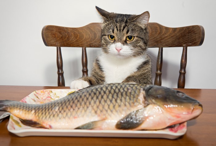 Cat looking at a fish