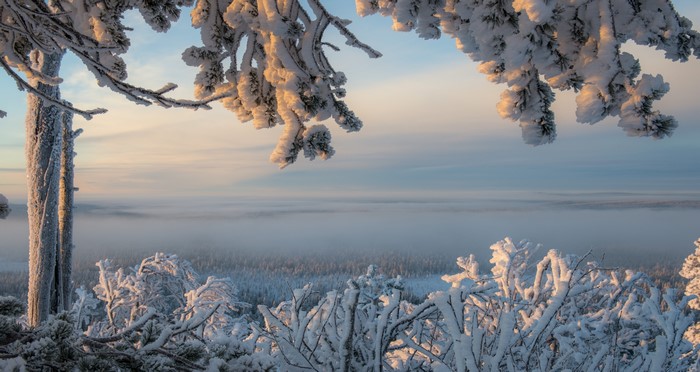 Snow-covered branches over a misty winter landscape in Lapland