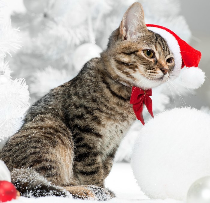 Tabby cat wearing a Santa hat and red bow