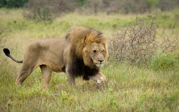Lion walking through tall grass