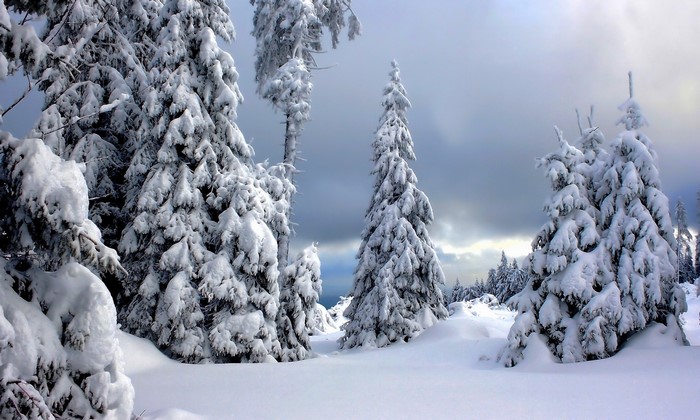 Snow-covered spruce trees in Harz National Park, Germany
