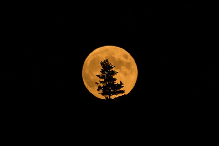 Silhouette of a tree against a full orange moon