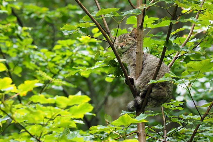 Wildcat sleeping on a tree branch