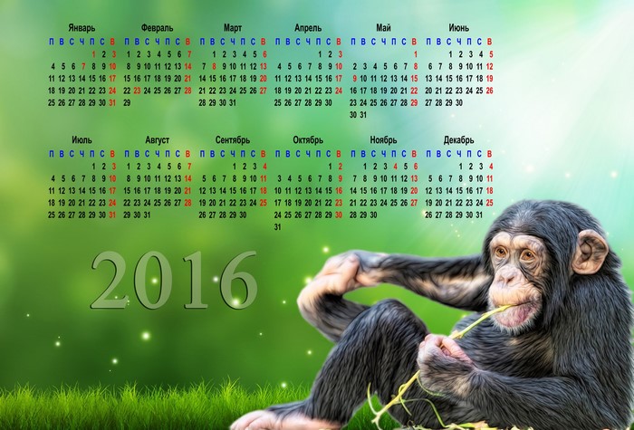Chimpanzee with 2016 Calendar