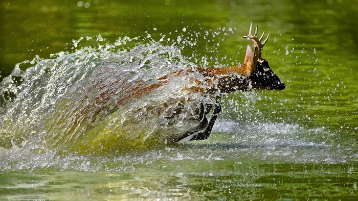 Deer running through water with splashes