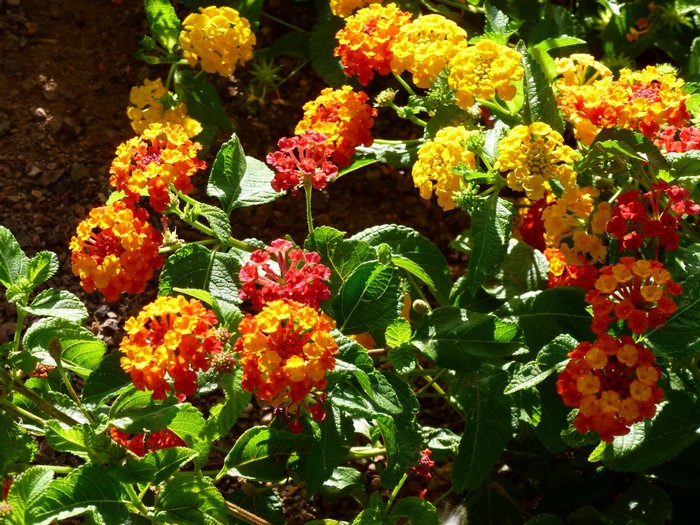 Close-up of colorful Lantana flowers