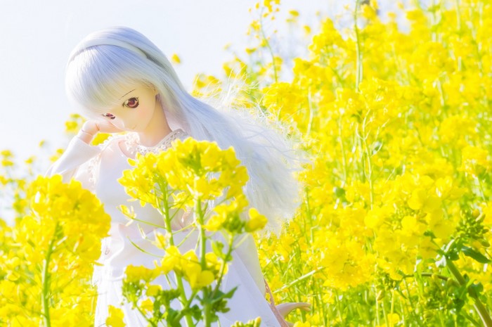 Doll in a field of yellow flowers
