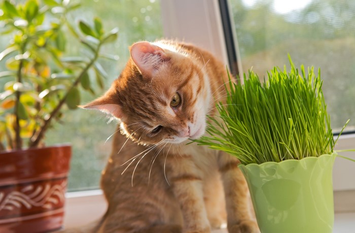 Ginger cat eating grass by the window