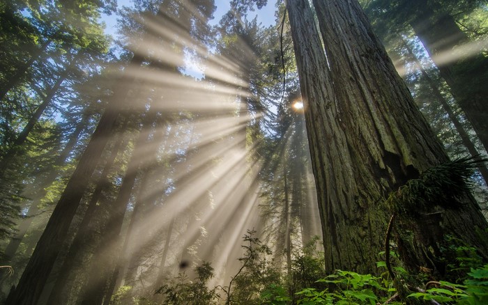 Sunbeams filtering through redwood trees