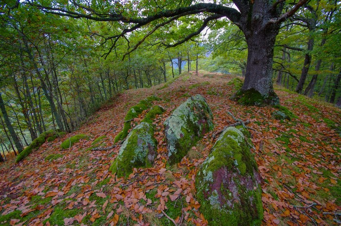 Mossy stones and fallen leaves in an autumn forest