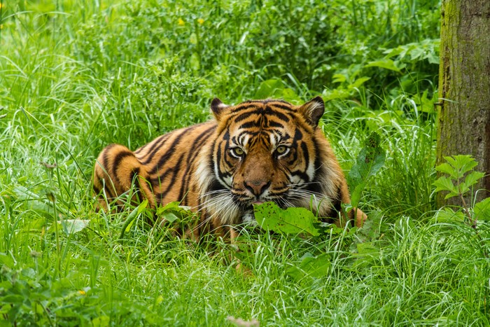 Tiger in tall green grass